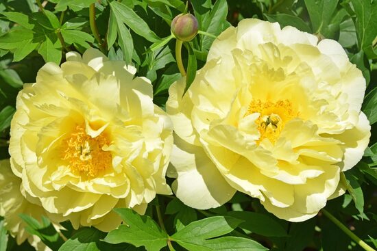 17. ITOH peonijas 'Smith Family Yellow' 3/5 pumpuru sakne